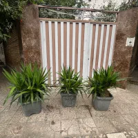 یوکا مناسب کافه و محیط خونه