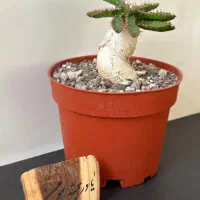 گیاهان کمیاب کلکسیونی