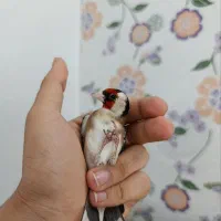 سهره|پرنده|ملایر, |دیوار