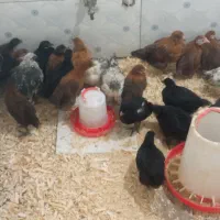 جوجه گلپایگان
