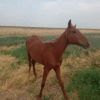 دوتااسب مادیان