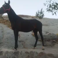 اسب