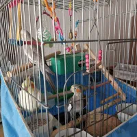 عروس هلندی و قفس