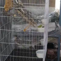 عروس هلندی مولد