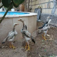مرغ، خروس ،جوجه لاری اوشاملو