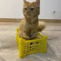 گربه ی گمشده