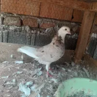 کبوتر سرور آس