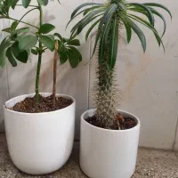 نخل ماداگاسکار