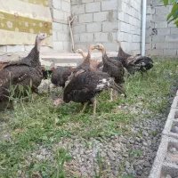 جوجه