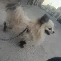 سگ پامرین