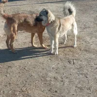 سگ گله ای فروشی