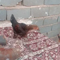 خروس|حیوانات مزرعه|شیروان (خراسان), |دیوار