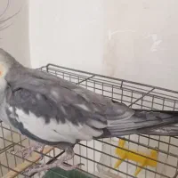 عروس هلندی نر با قفس