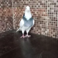 کبوتر،کفتر ،طوقی