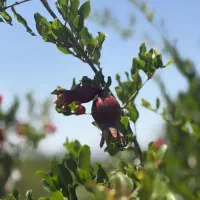 باغچه-نقلی-250متری-ویلاسازی-باغ-ویلا-اقساطی