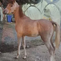 فروش کره نریان عرب دو سر وارداتی