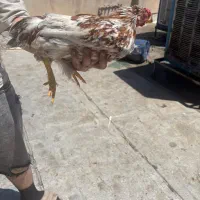 مرغ و خروس