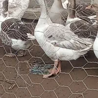 دونه ای ۹ تومن
