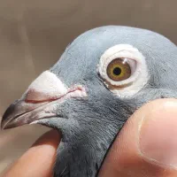آردن