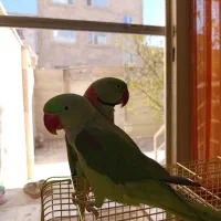 شاه طوطی