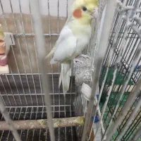 عروس هلندی با تخم