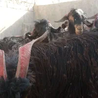 کهره چاق همشون نر