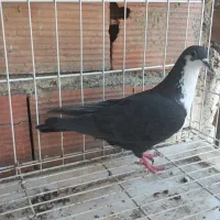 کبوتر ریش سیاه