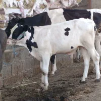 گوساله نر دو عدد