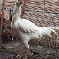 مرغ و خروس لاری اصیل