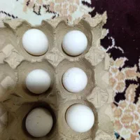 تخم مرغ مینای توری