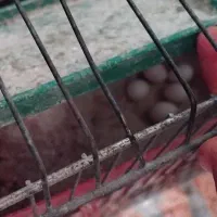 مرغ عشق بالغ