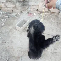 سگ سیاه|سگ|عجب شیر, |دیوار