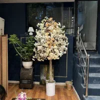 درختچه شکوفه سفید و صورتی