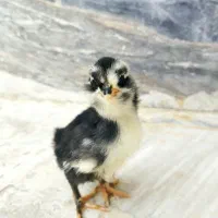 جوجه گلین