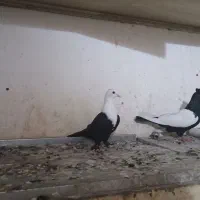 کبوتر