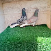 (۲ جفت کبوتر کلکسیونی )