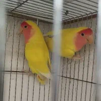 کوتوله برزیلی
