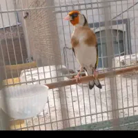 یه جفت سهره جفت کار داده