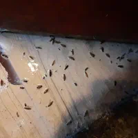 سمپاشی ساس سوسک وطعمه گذاری وسم پاشی
