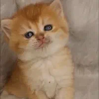 توله بریتیش گلد
