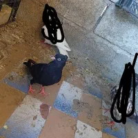 کبوتر زاغ