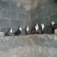۱۴ عدد کبوتر مخمل لامرد