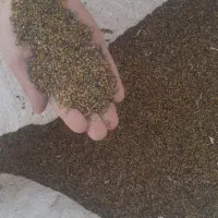 بذر|گل و گیاه طبیعی|دورود, |دیوار