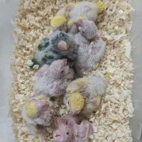 جوجه راهب سرلاکی جوجه عروس هلندی جوجه مرغ عشق وفنچ