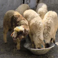 گوسفند نر و ماده