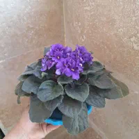 انواع گل طبیعی با کیفیت