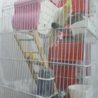 یک جفت عروس هلندی جوجه