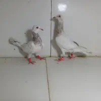 نرماده کله هما