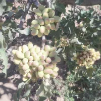 خریدپسته تازه وکال شمارا ازسرباغ