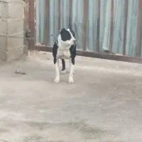 سگ پیتبول|سگ|مینودشت, |دیوار